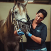 Docteur Amélie Lecouvert - Vétérinaire - Dentisterie equine