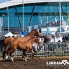 foire-de-libramont