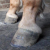 lovine-lindsay - Pareuse orthopedique pour chevaux