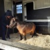 Equi' Reve  a Sombreffe- Refuge pour chevaux