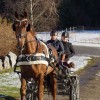 Norwegian Equestrian Federation