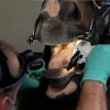 Bodeus Fabrice - Dentiste veterinaire équin 