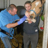 Bodeus Fabrice - Dentiste veterinaire équin - Photo Equihorse