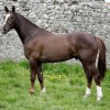 Etter - vente chevaux en Suisse