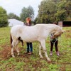 de Boelpaep Ingrid - paardenosteopaat