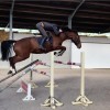 jg-horse-training - vente achat valorisation de chevaux