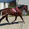 jg-horse-training-vente-chevaux
