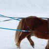centre-equestre-des-bauges - Ski joering