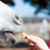 le-bar-a-bonbons - Friandises naturelles pour les chevaux
