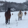 La Belle Vie - Refuge pour chevaux à Mettet