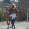 hellenic-equestrian-federation