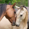  vet-ethology-problemes-compormentaux chez le cheval