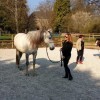 cheval-intuition-asbl - Comportementaliste equin