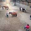 Ecole de shiatsu equin Belgique 