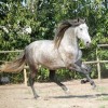 Studbook du cheval Pure Race Espagnol