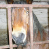 Refuge du Marais  refuge pour chevaux