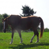 Tabula Rasa asbl - refuge pour chevaux - Photo Equihorse