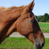 Tabula Rasa asbl - refuge pour chevaux - Photo Equihorse