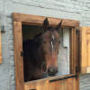 Natur Horses - Refuges pour chevaux - Photo Equihorse