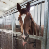 AC SPORT HORSES VOF- Equihorse Equestrian Directory