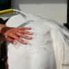 Les Bienfaits de la douche pour le cheval - Photo Equihorse