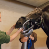 Delvaux Véronique - Dentisterie des chevaux - Photos Equihorse