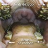 Delvaux Véronique -  dentiste equin