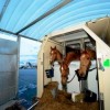 Horse Inn - Transport chevaux par avion