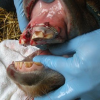 Bodeus Fabrice - Dentiste veterinaire équin - Photo Equihorse