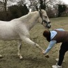 Vétérinaire pour chevaux et petits animaux - Ostéopathe équin