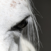 Xcellent Horse Insurance - Photo Equihorse