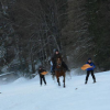chevaux-gruyeres  - Ski joring en Suisse