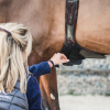 Alogo Swiss equestrian analysis