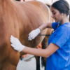 Assistant veterinaire - Formation