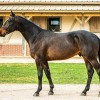 ekestrian - equestrian auction