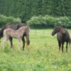 confederation-walonie-bruxelles-du-cheval-asbl