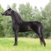 Studbook Belge du cheval miniature  -  Belgisch miniatuur paard