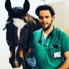 Equine Practice - Dr.Jérémy Meirsman