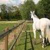 Haras de la Roque - Haut Ittre