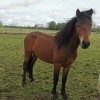 belgian-new-forest-pony