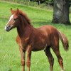 belgian-new-forest-pony