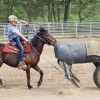 belgian-quarter-horse-association