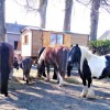 association-wallonne-de-tourisme-equestre-asbl