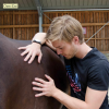 Lorant Jolan Kinesitherapie osteopathie equine - Photos Equihorse