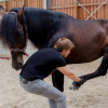 Lorant Jolan Kinesitherapie osteopathie equine - Photos Equihorse