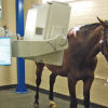 Imagerie médicale chez le cheval - Photo Equihorse