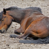 Les coliques chez le cheval - Photo Equihorse