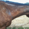 Alopecie chez le cheval - Conseils de vétérinaire Equihorse