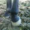 Tendinite chez le cheval - Photo Equihorse
