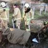 Animals Rescue Team - 